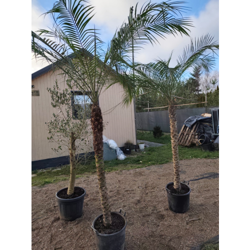 Phoenix roebelenii